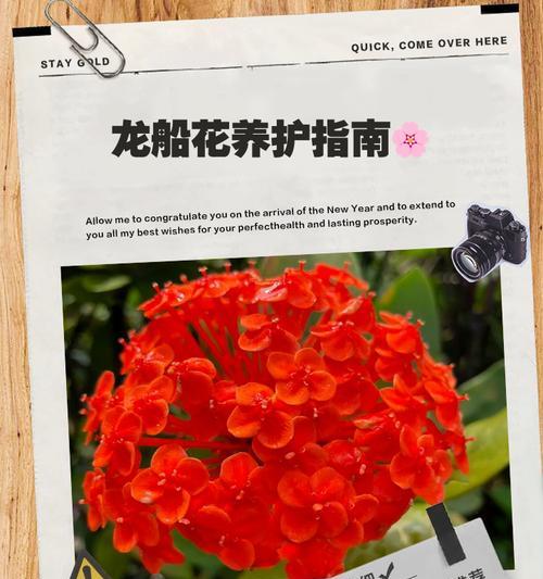 龙船花象征意义与花语全解析？