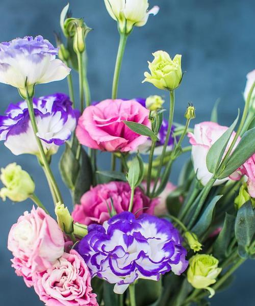 蓝白相间的花代表什么含义？蓝白花色组合的花语解读是什么？
