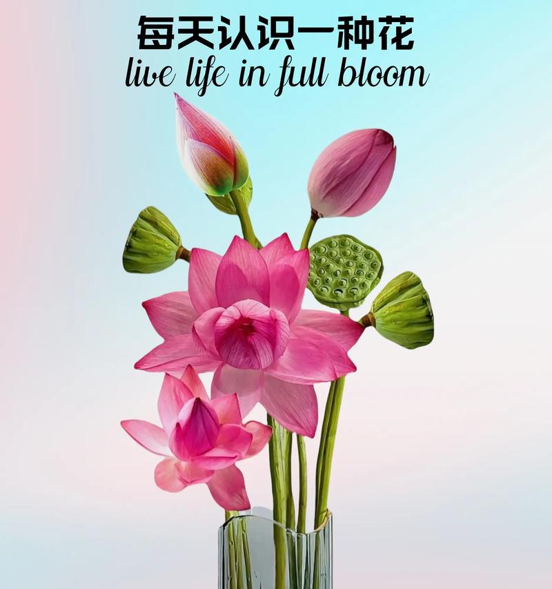 荷花与荷型花的花语含义是什么？它们在花语中各自代表了什么？