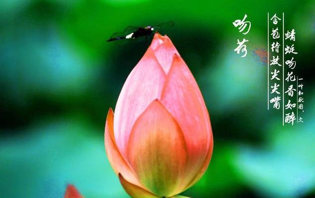 荷花与荷型花的花语含义是什么？它们在花语中各自代表了什么？