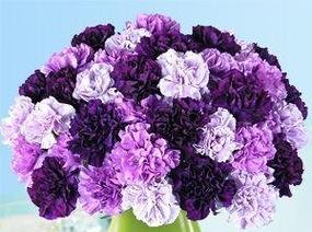 紫色花的美好寓意及其代表意义是什么？