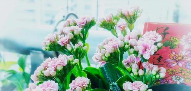哪种花代表爱慕之情？爱慕之情的花有哪些？