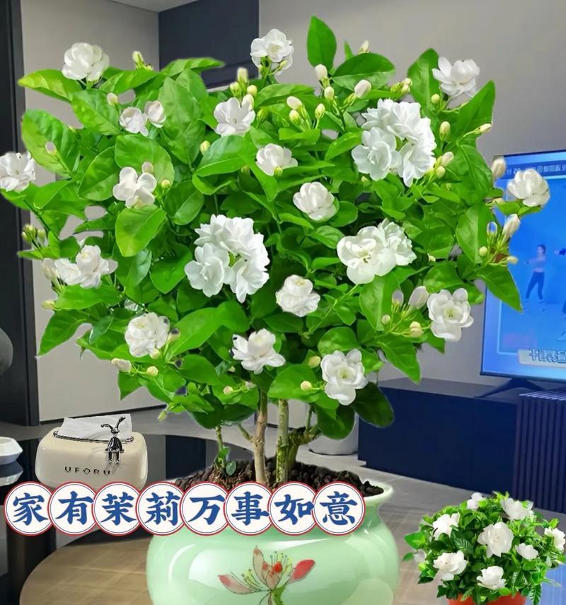 西柚茉莉花的寓意有何特别？