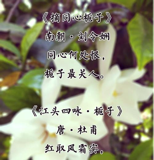 黄栀子花的寓意是什么？黄栀子花代表什么意义