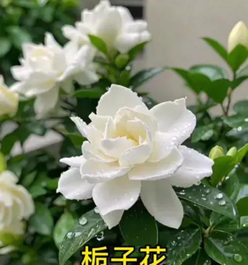 黄栀子花的寓意是什么？黄栀子花代表什么意义