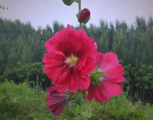 哪种花寓意节约？代表节俭的花卉象征是什么？
