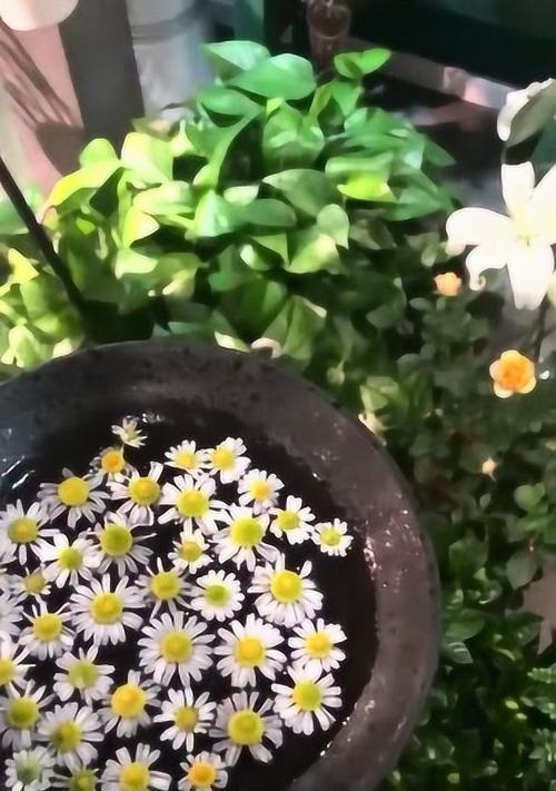 泼花这一行为的含义是什么？它在不同文化中的解释是什么？