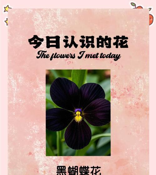 友谊象征的蝴蝶花有哪些？如何挑选寓意好的蝴蝶花？