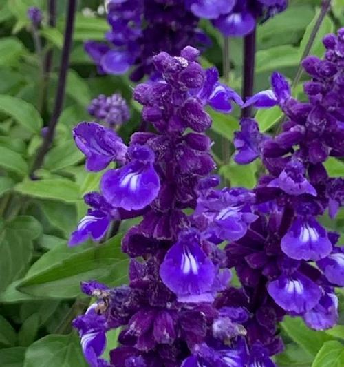 蓝花代表了什么？蓝花的寓意有哪些？