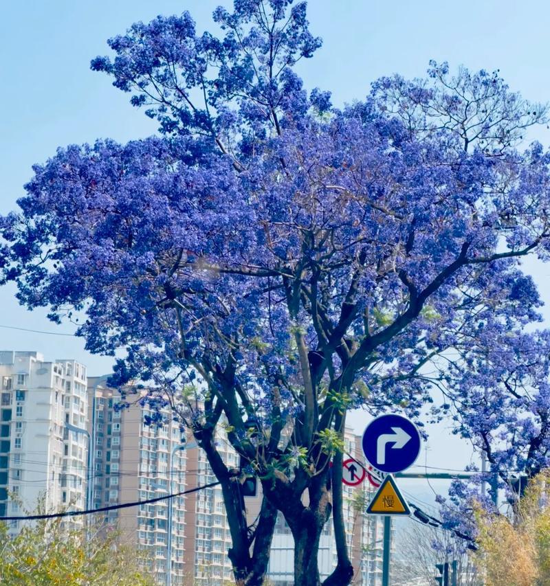 蓝花代表了什么？蓝花的寓意有哪些？