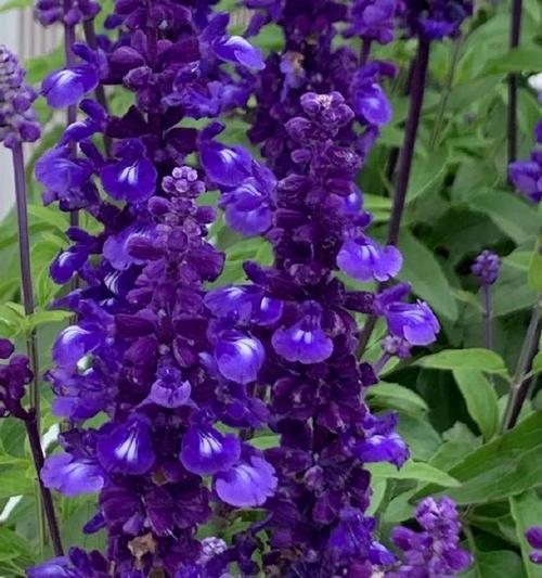蓝花代表了什么？蓝花的寓意有哪些？