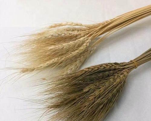 麦子花束的寓意是什么？