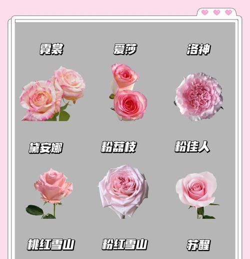 西方花卉中的邪恶象征：哪些花代表邪恶及其寓意？