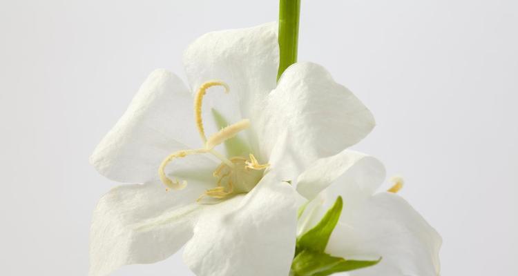 送白色花的含义是什么？白色花卉的寓意解读。