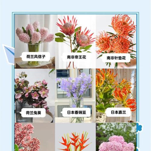 洋水仙的花语是什么？象征着什么寓意？