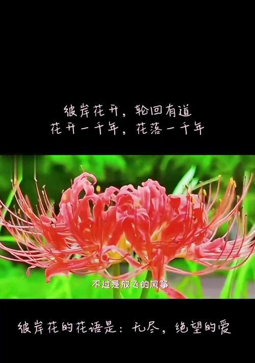 象征爱情的花朵和花语是什么？有哪些？