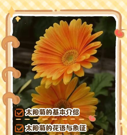皱菊花的花语是什么？皱菊花寓意着什么？