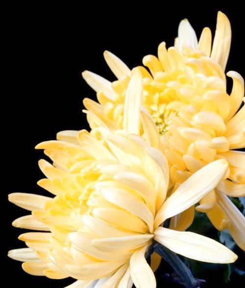 皱菊花的花语是什么？皱菊花寓意着什么？