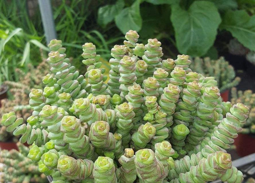 旺财的花有哪些？