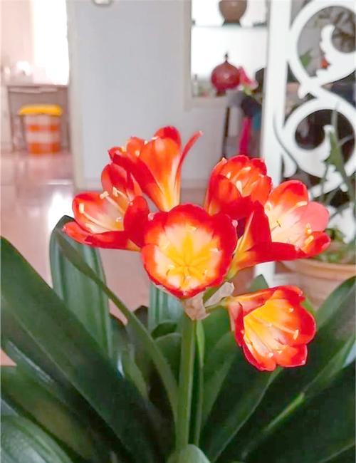 旺财的花有哪些？