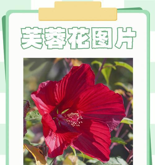 芙蓉花的含义是什么？芙蓉花在传统文学中的象征意义是什么？