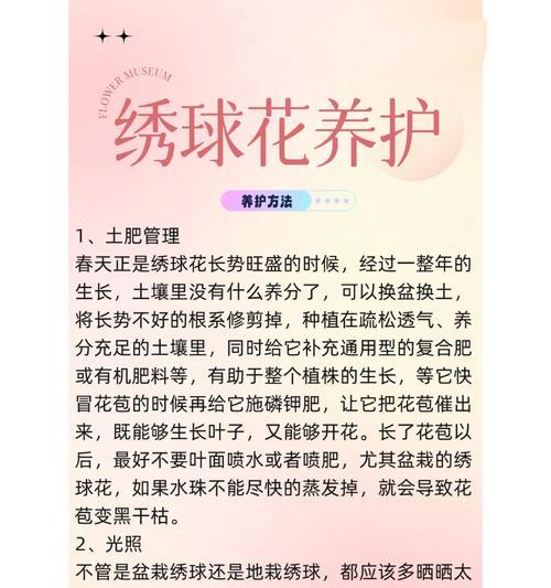 绣球花的花语具体包含哪些？