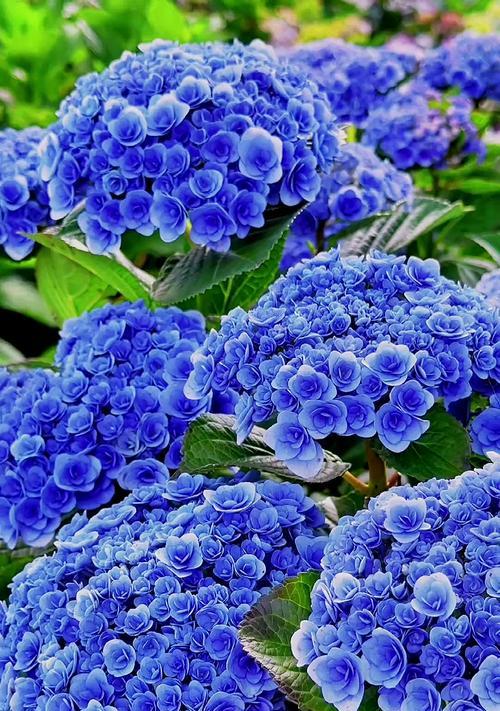 绣球花的花语具体包含哪些？