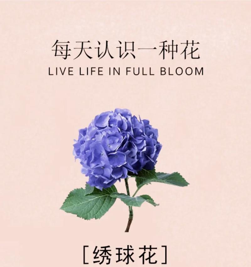 绣球花的花语具体包含哪些？