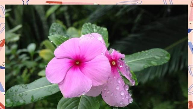 探春象征的花有哪些？