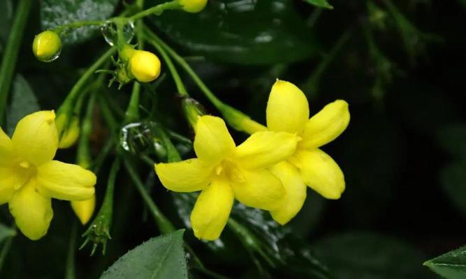 探春象征的花有哪些？