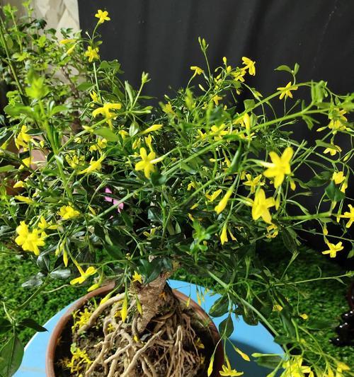 探春象征的花有哪些？