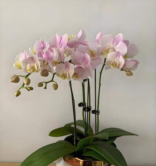 哪些花象征吉祥幸福及其寓意是什么？