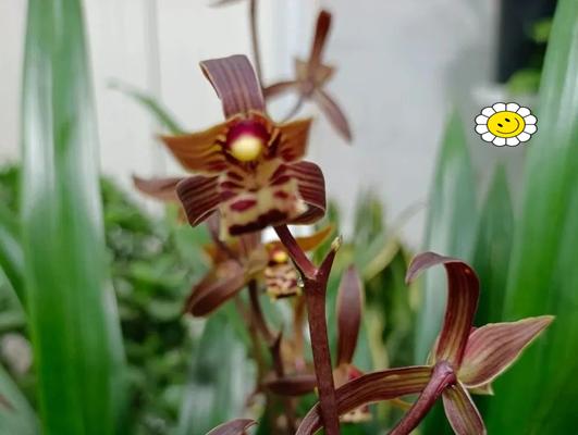 哪些花象征吉祥幸福及其寓意是什么？
