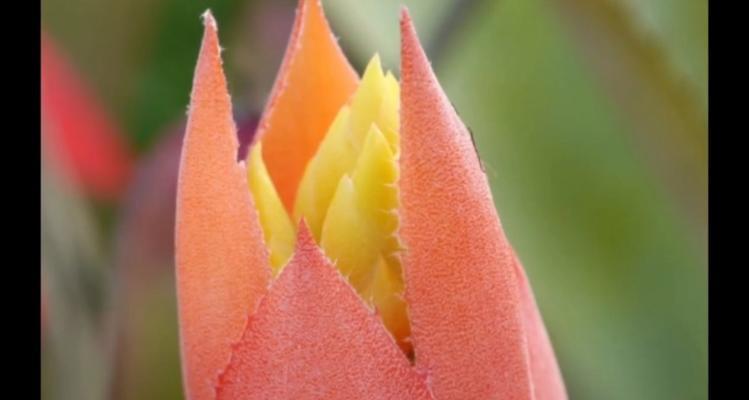 菠萝做花的意义是什么？菠萝做花的寓意是什么？