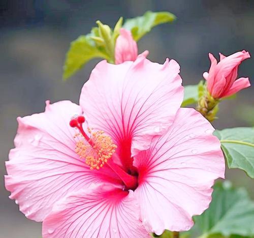 花的世界有哪些含义？花卉文化中花的含义是什么？
