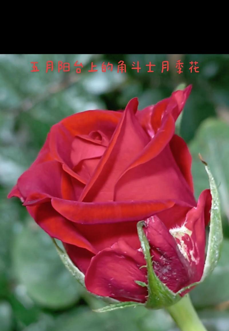 花的世界有哪些含义？花卉文化中花的含义是什么？