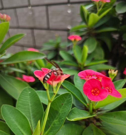 花的世界有哪些含义？花卉文化中花的含义是什么？
