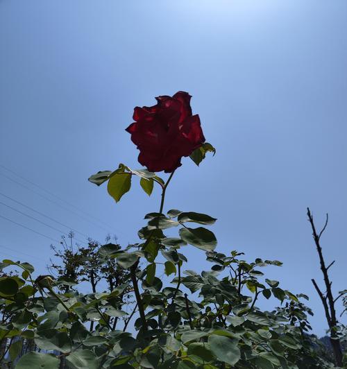 等待的花象征着什么？