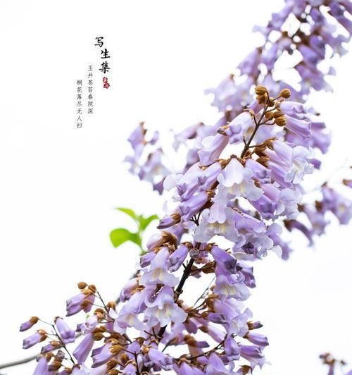 等待的花象征着什么？