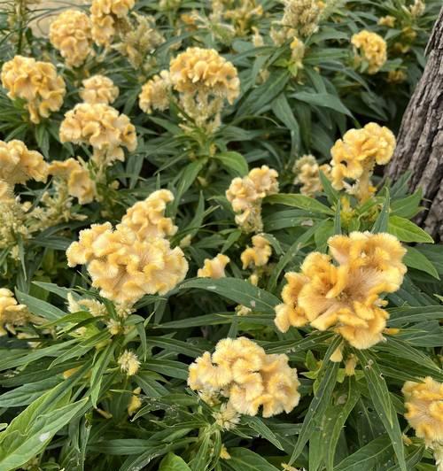 长命百岁用哪种花表示？它们的花语和寓意是什么？