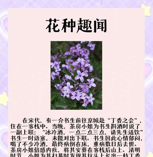 丁香花的花语和寓意是什么？