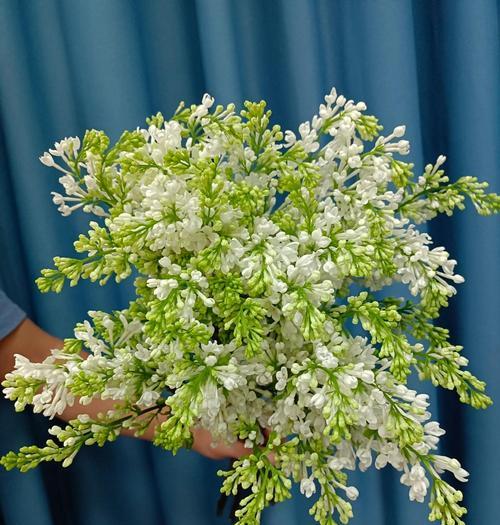 丁香花的花语和寓意是什么？