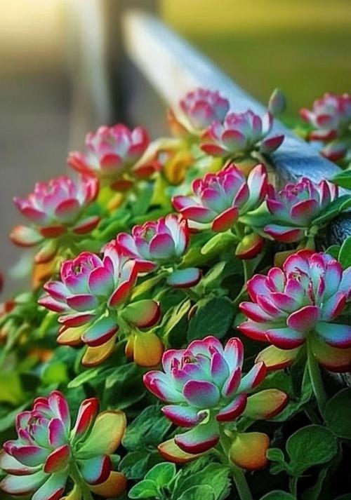 容颜的象征花代表什么？象征容颜的花有哪些？