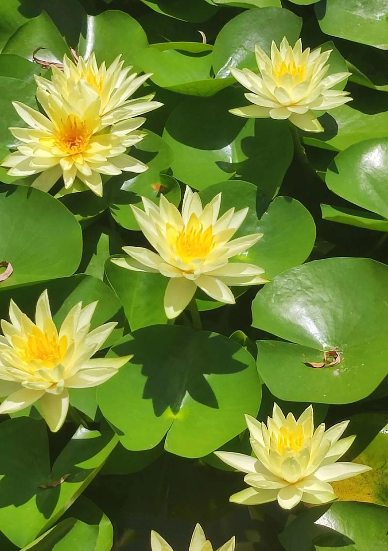 容颜的象征花代表什么？象征容颜的花有哪些？