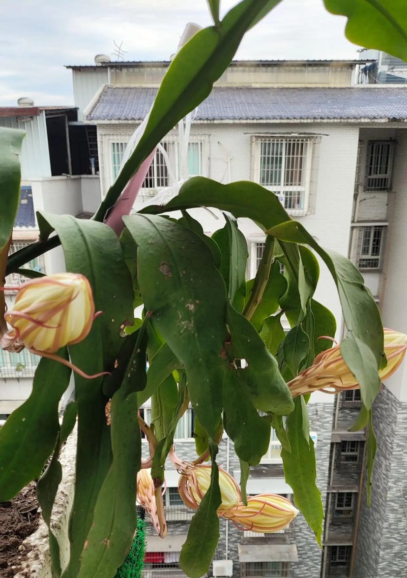 昙花的寓意是什么？昙花的花语有哪些？