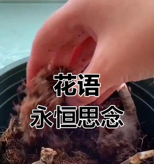 哪种花的花语代表等待？等待的花语有哪些？