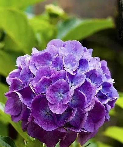 紫色花卉的美好寓意有哪些？探索紫色花卉的正面含义