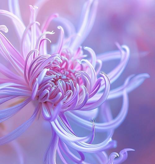 紫色花卉的美好寓意有哪些？探索紫色花卉的正面含义