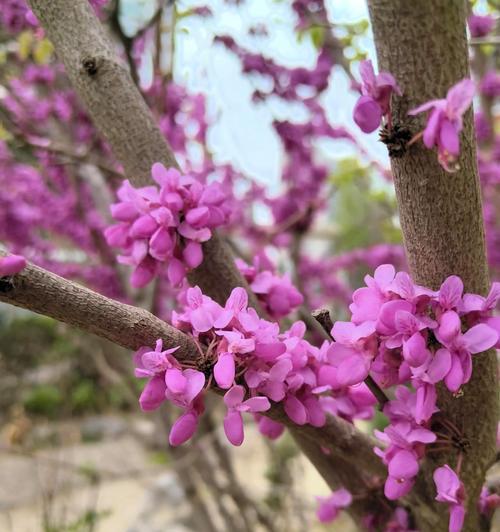象征神秘未知的花是什么？