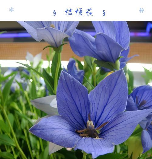 桔梗花的传统意义是什么？桔梗花象征着什么？